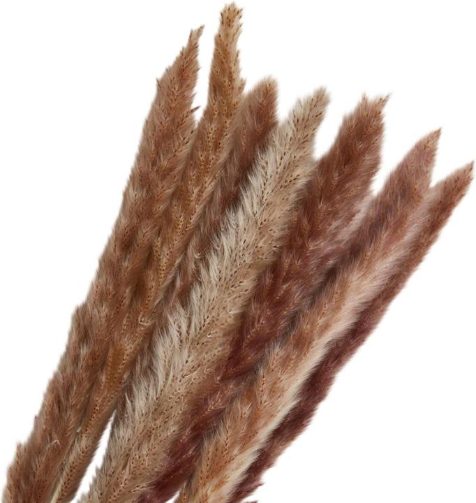 Actual product image micasa Pampas Grass (65 cm)
