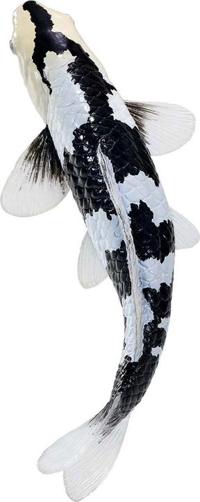 Immagine prodotto Mojo Sealife Koi-Karpfen – Shiro Utsuri Koi – 381102