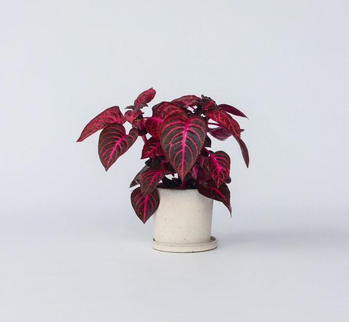 Immagine prodotto Plant in a Box Iresine Herbstii - Blutblatt (20 cm)