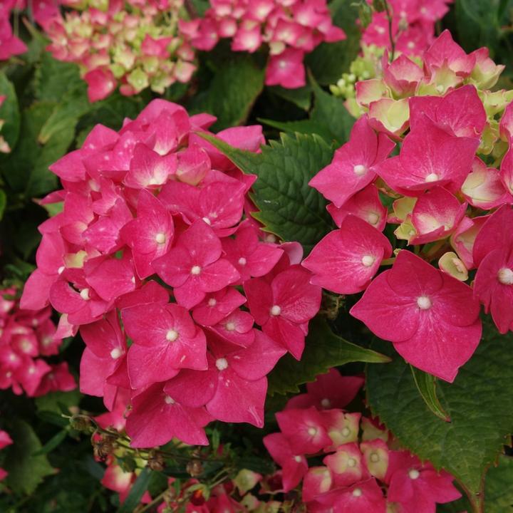 Immagine prodotto Plant in a Box Hydrangea paniculata "Wim's Red" - Ortensia (25 cm)