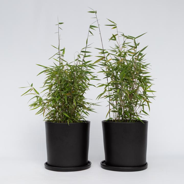 Immagine prodotto Plant in a Box Fargesia nitida 'Red Dragon' - Set di 2 bambù Red Dragon (60 cm)