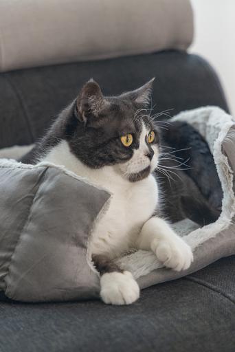 Immagine prodotto Beeztees Baboo (Gatto)