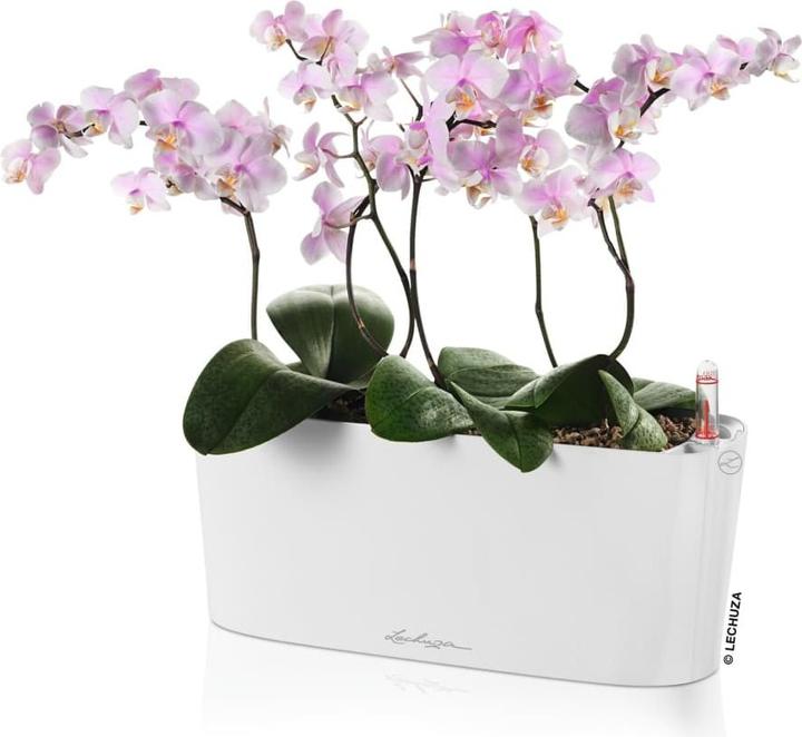 Produktbild Lechuza Delta (11 cm)