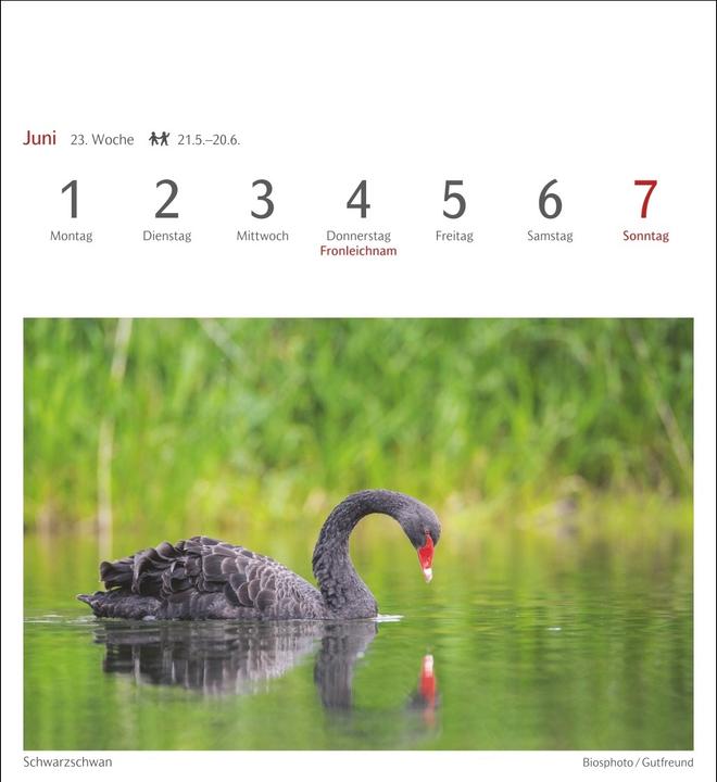 Produktbild Harenberg Heimische Vögel Postkartenkalender 2026 - Wochenkalender mit 53 Postkarten (Deutsch)