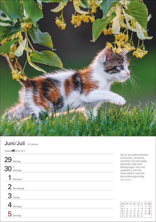 Actual product image Harenberg Katzen Wochenplaner 2026 - 53 faszinierende Fotografien (Hardcover, German)