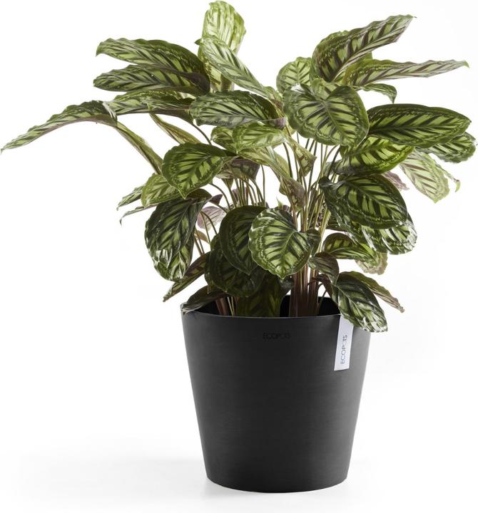 Actual product image Ecopots Amsterdam + Wasserbehälter (30 cm)