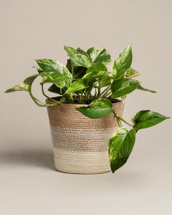 Produktbild feey Grosse Efeutute Marble Queen (35 cm, Frisch umgetopft)