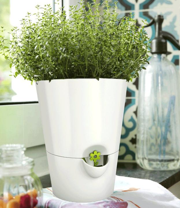 Actual product image Emsa Fresh Herbs (13 cm)