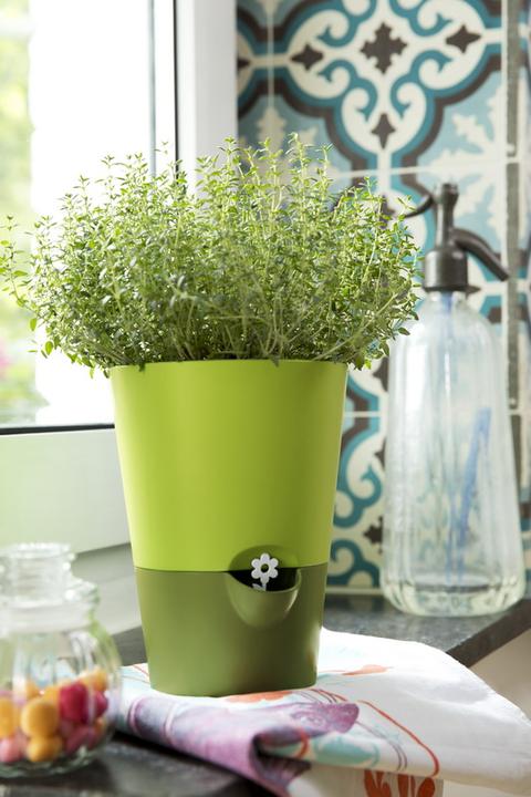 Actual product image Emsa Fresh Herbs (13 cm)