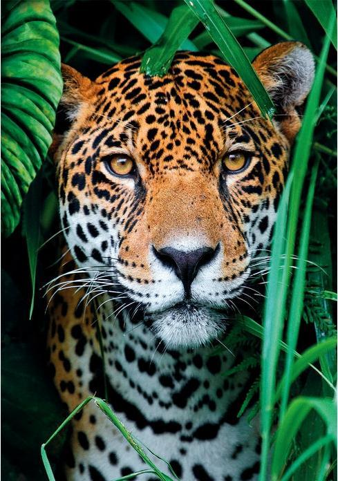 Immagine prodotto Clementoni Jaguar in the Jungle (500 pezzi)