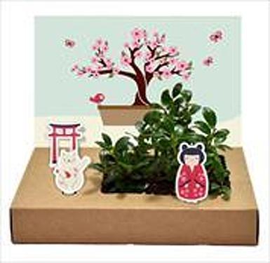 Immagine prodotto Wunderle Kreativ-Garten-Set / Mini-Garten Bonsai