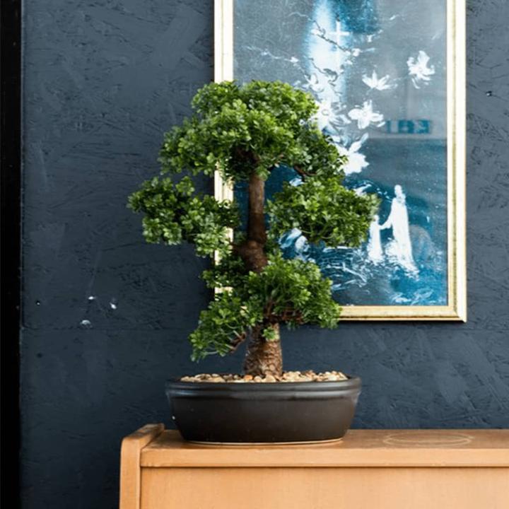 Image du produit Emerald Mini Ficus-Bonsai (43 cm)