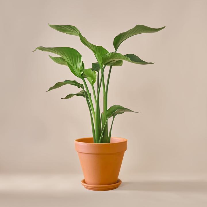 Actual product image Mary and Plants Strelitzia Nicolai with terracotta pot (70 cm)