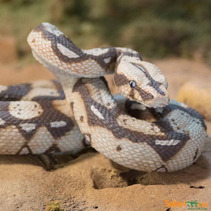 Actual product image Safari Boa Constrictor