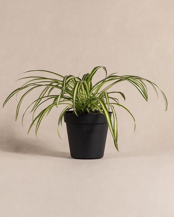 feey Grünlilie (25 cm, Frisch umgetopft)