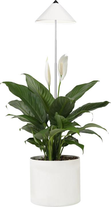Image du produit Colibri SUNLiTE blanc (LED, 230 V)