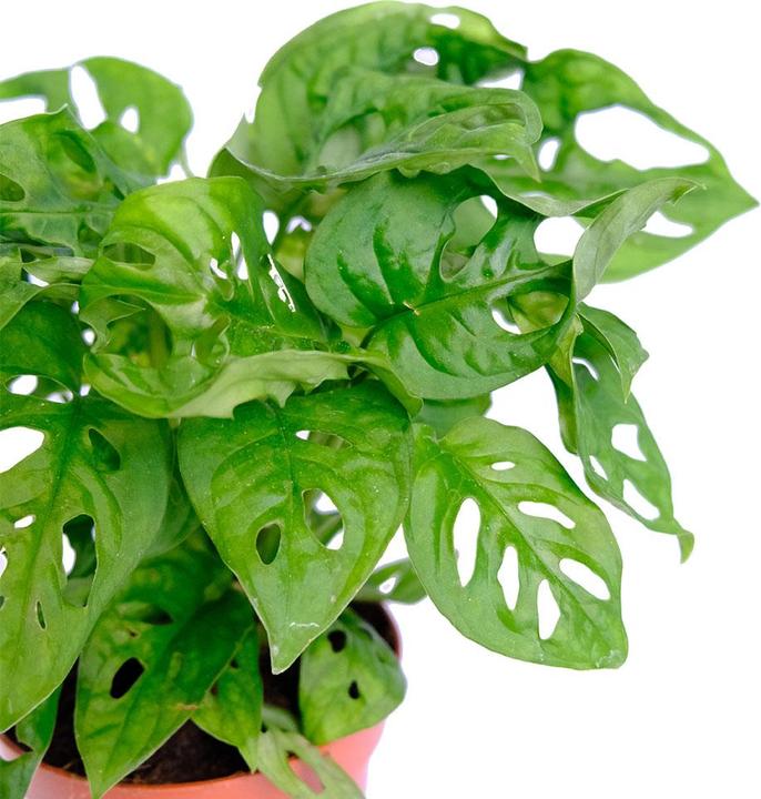 Actual product image VEG and the City Jaco (Schiefes Fensterblatt - Monstera adansonii 'Monkey Leaf') (20 cm)