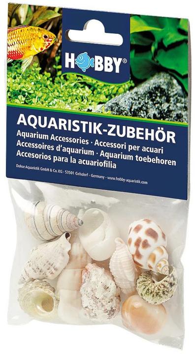 Actual product image Hobby Aquarium Decoration Snail Shells Sea Shells Set M 10 pieces (other items)
