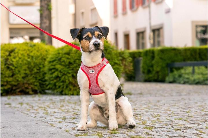 Immagine prodotto Curli Stoviglie Merino (XS, Cane, Generale)