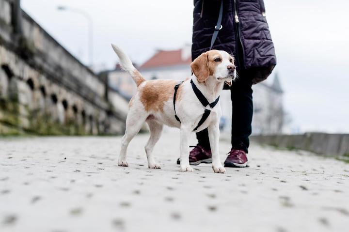 Actual product image Chaba CH BELT PROTECTOR M (P)25-40 (D)35-55X2CM BLACK 5066 (M, Dog, Walks, General)