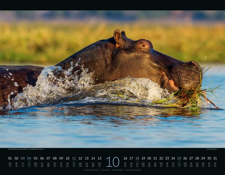 Produktbild Wildes Afrika Kalender 2026 (54 x 42 cm, Harter Einband, Englisch, Französisch, Deutsch)
