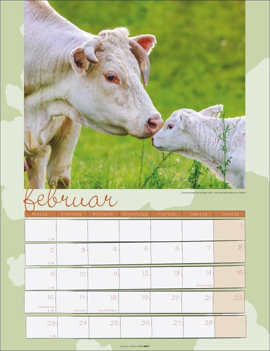 Produktbild Kuh Kalender 2026 (30 x 39 cm, Deutsch)