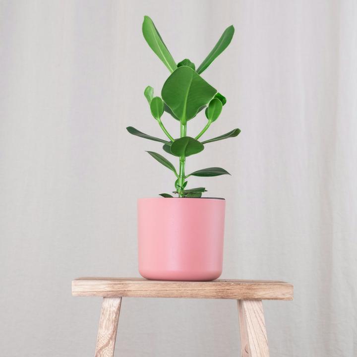 Actual product image Plant in a Box Clusia rosea 'Princess' - Balsam apple (25 cm)