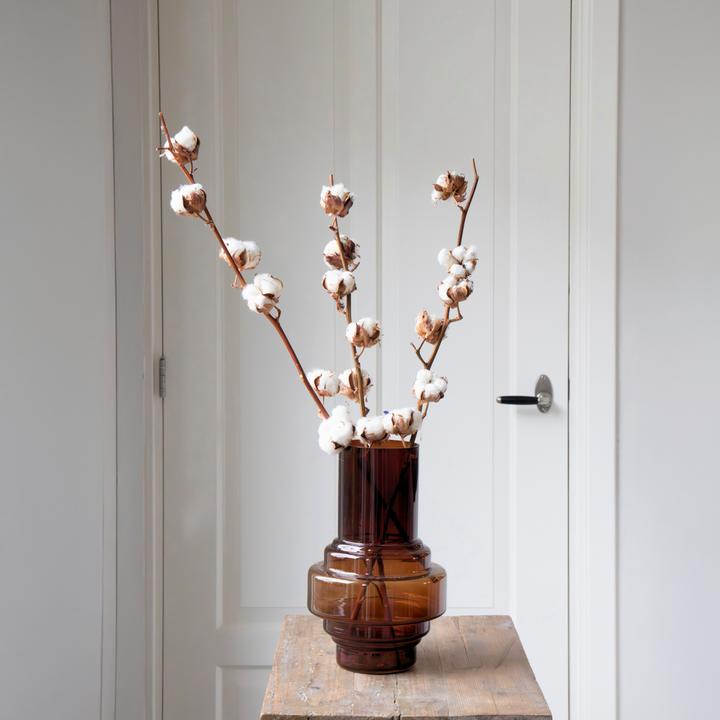 Immagine prodotto Plant in a Box Ramo di cotone - (40 cm)