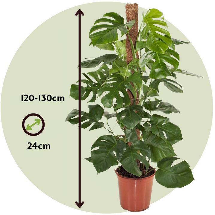 Actual product image Plant in a Box Monstera Deliciosa - Monkey mask on a stick (130 cm)