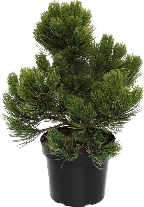 Immagine prodotto Zulauf Zwerg-Schlangenhaut-Kiefer / Pinus heldrei. 'Compact Gem' (40 cm)