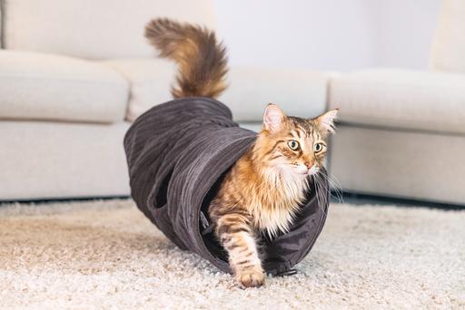 Actual product image Designed by Lotte Ribbed cat tunnel (Cat tunnel)
