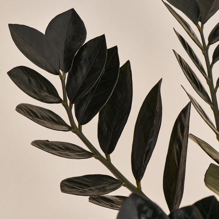 Produktbild Mary and Plants Zamioculcas Raven mit HAY Topf in Schwarz (60 cm)