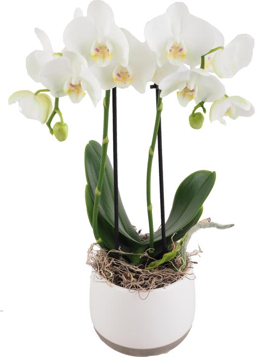 Immagine prodotto Migros Ostschweiz Ciotola per orchidee media (40 cm)