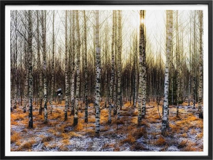 Produktbild Trenddeko Sonnenschein im Birkenwald (50 x 40 cm)