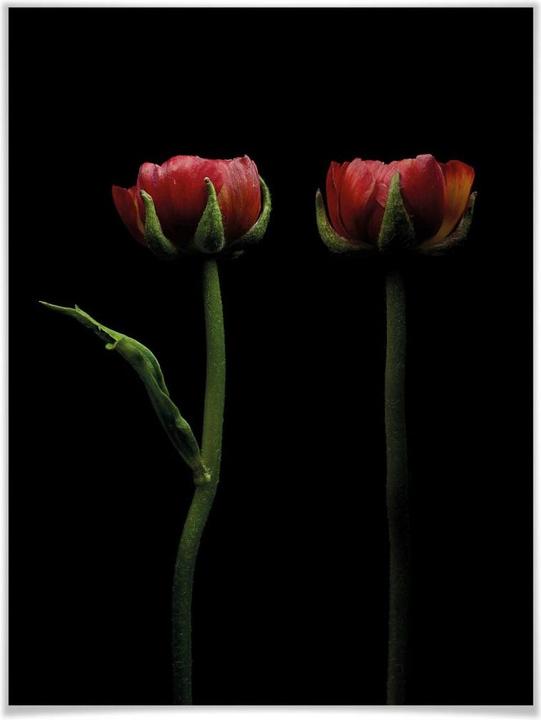 Actual product image Trenddeko Two red ranunculus (30 x 40 cm)
