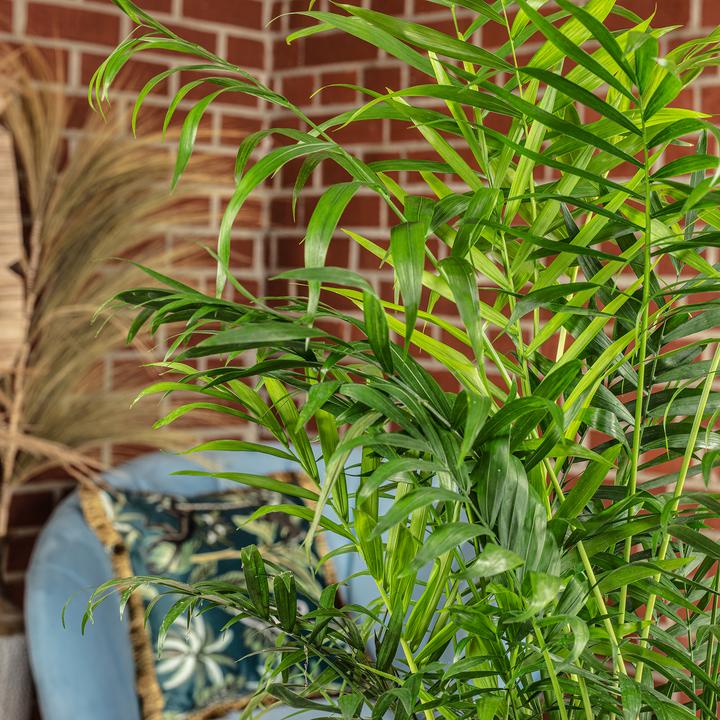Produktbild Flowerbox Bergpalme - Chamaedorea elegans (70 cm)