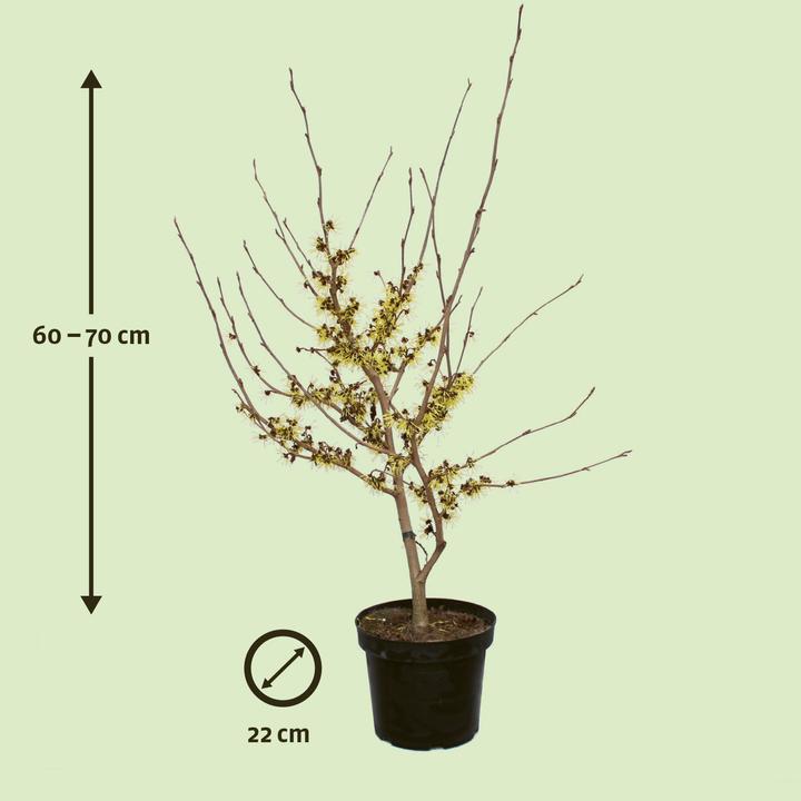 Produktbild Zulauf Zaubernuss / Hamamelis in. 'Arnold Promise' (80 cm)