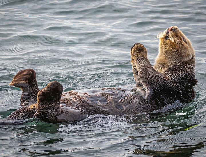 Immagine prodotto Calendario Lontra 2025 Calendario da parete (Tedesco)