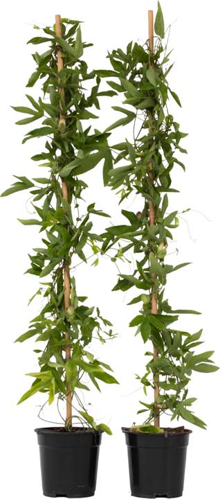 Actual product image Plant in a Box Passiflora x violacea 'Victoria' - set of 2 passion flowers (110 cm)