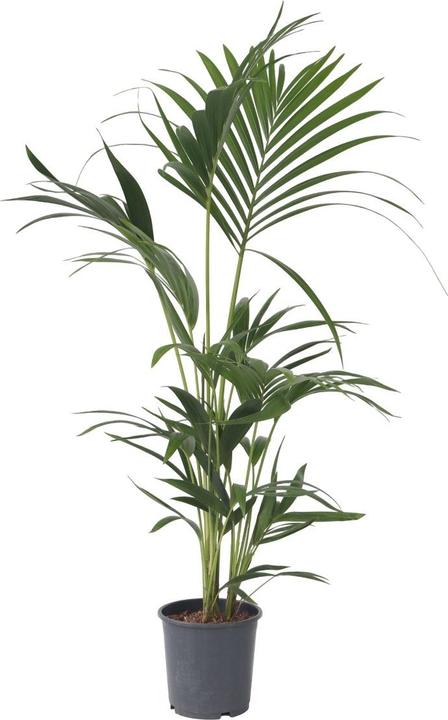 Immagine prodotto Plant in a Box Howea Forsteriana - Palma Kentia (100 cm)