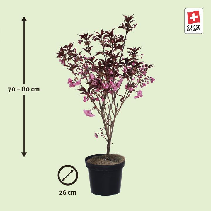 Actual product image Zulauf Jap. Nelken-Kirsche / Prunus serr. 'Royal Burgundy' (80 cm)