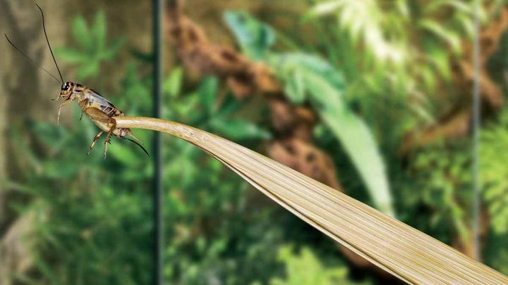 Actual product image Exo Terra Tweezers