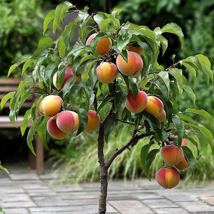 Actual product image Plant in a Box Prunus 'Bonanza' - Peach tree (60 cm)