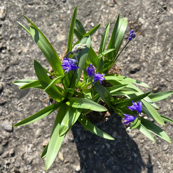 Produktbild Säntispracht 3 er Set, Das schattenliebende Atlantische Hasenglöckchen - Hyacintoides non-scripta (30 cm)