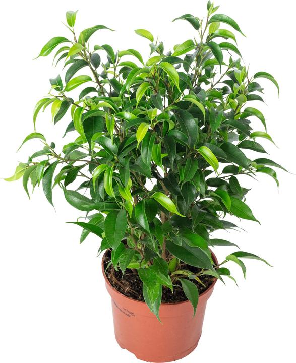 Immagine prodotto Flowerbox Fico di betulla "Natasja" ramificato - Ficus benjamini (30 cm)