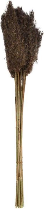 Produktbild Dijk Pfahlrohr - Arundo donax (Trockenblumen)