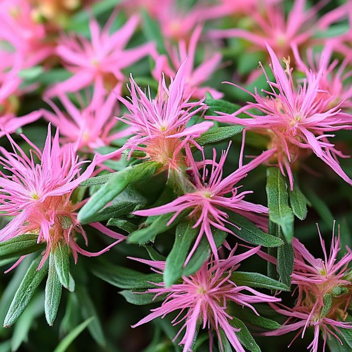 Produktbild Plant in a Box Rhododendron Azalea StarStyle - 3er-Set Azalee (25 cm)