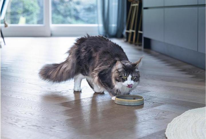 Actual product image Designed by Lotte Jace cat bowl (0.35 l)
