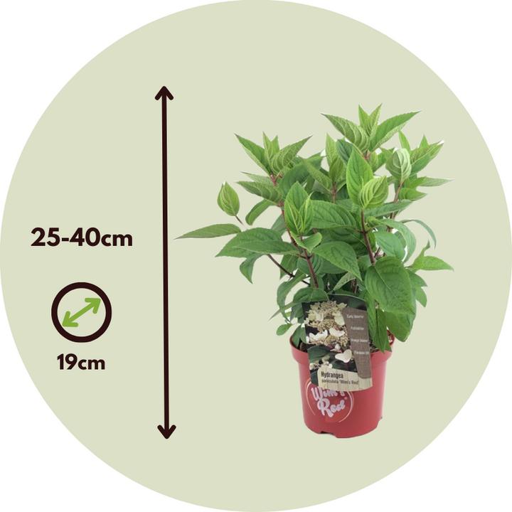 Immagine prodotto Plant in a Box Hydrangea paniculata "Wim's Red" - Ortensia (25 cm)