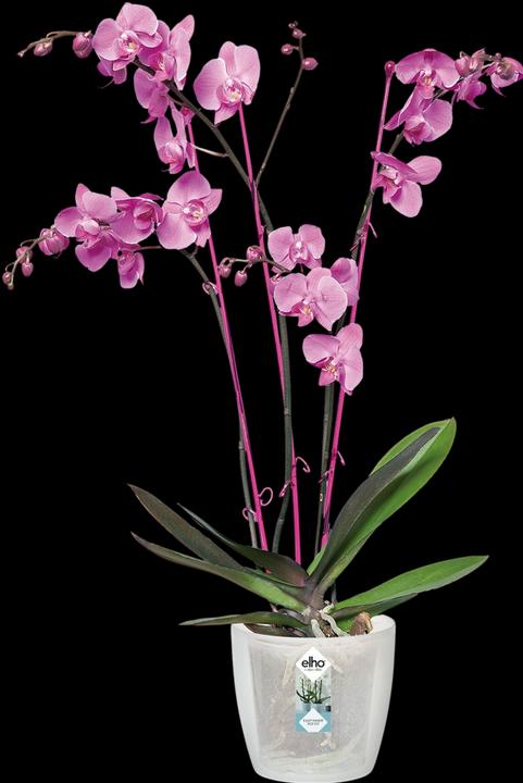 Image du produit Elho brussels orchid. 12,5cm trsp (13 cm)